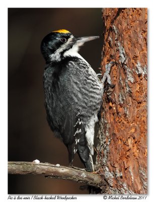 Pic  dos noir  Black-backed Woodpecker