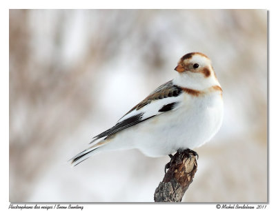 Plectrophane des neiges  Snow Bunting