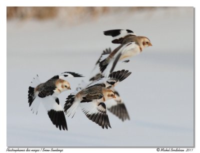 Plectrophanes des neiges  Snow Buntings