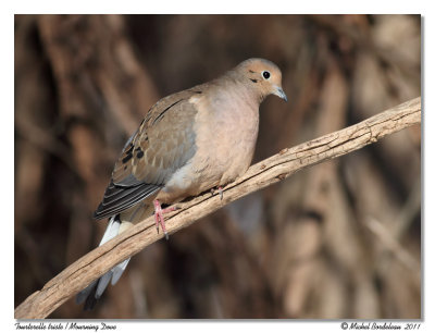 Tourterelle triste  Mourning Dove