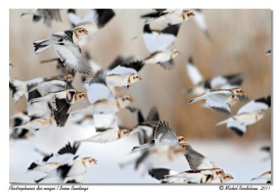 Plectrophanes des neiges  Snow Buntings