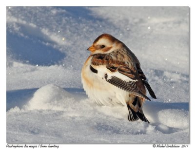 Plectrophane des neiges  Snow Bunting