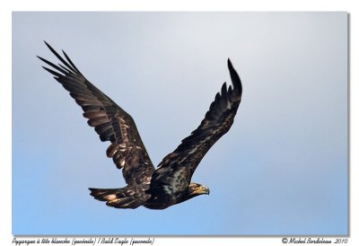 Pygargue  tte blanche  Bald eagle