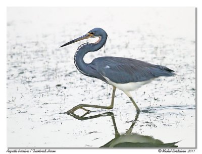 Aigrette tricolore Tricolored Heron