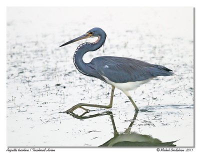 Aigrette tricolore  Tricolored Heron