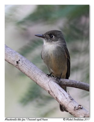 Moucherolle tte-fou  Crescent-eyed Pewee