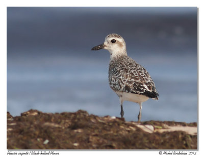 Pluvier argentBlack-bellied Plover