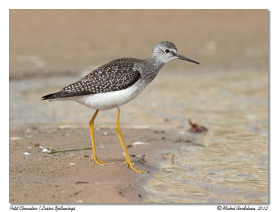Petit ChevalierLesser Yellowlegs