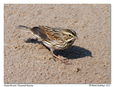 Bruant des prs  Savannah Sparrow