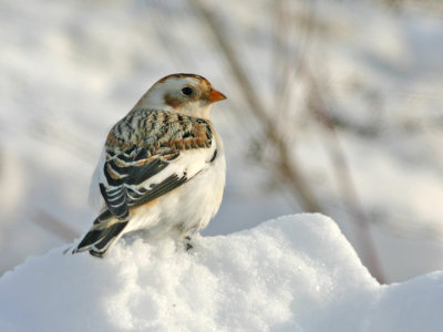 Bruant des neiges - Snow bunting