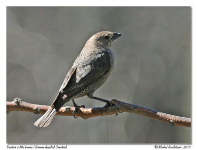 Vacher  tte brune - Brown headed cowbird