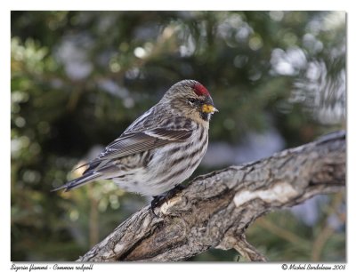 Sizerin flamm - Common redpoll