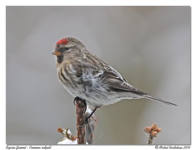 Sizerin flamm - Common redpoll