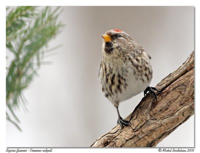 Sizerin flamm - Common redpoll