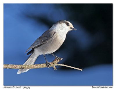 Msangeai du Canada  Gray jay