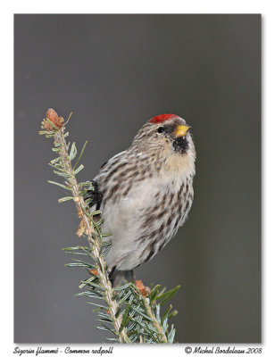 Sizerin flamm - Common redpoll