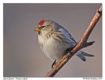 Sizerin flamm - Common redpoll