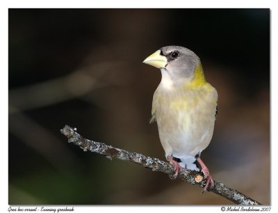 Gros bec errant  Evening grosbeak