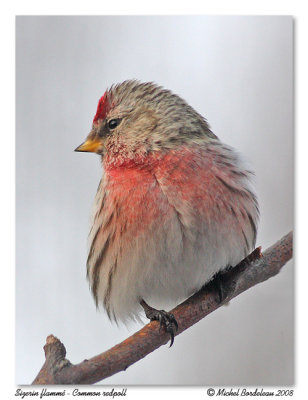 Sizerin flamm - Common redpoll