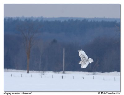 Harfang des neiges  Snowy owl