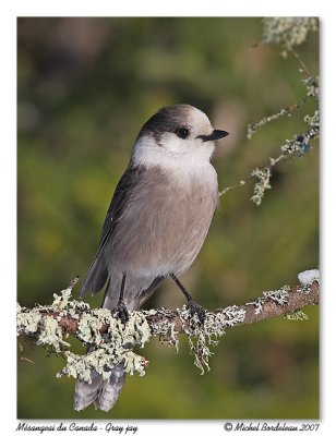 Msangeai du Canada - Gray jay