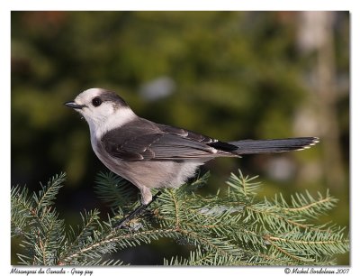 Msangeai du Canada  Gray jay