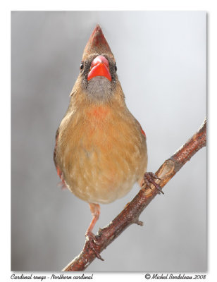 Cardinal rouge  Northern cardinal