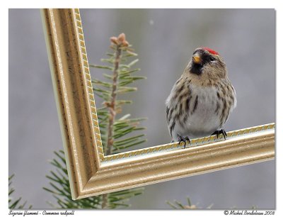 Sizerin flamm - Common redpoll