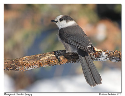 Msangeai du Canada - Gray jay