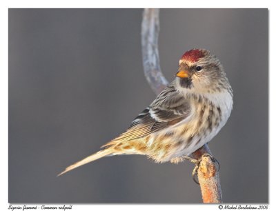 Sizerin flamm - Common redpoll