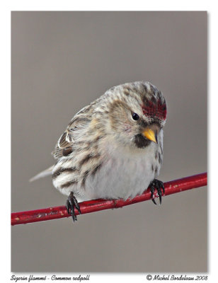 Sizerin flammé Common redpoll