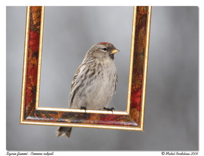 Sizerin flamm - Common redpoll