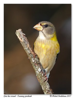 Grosbec errant  Evening grosbeak