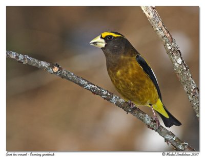 Grosbec errant  Evening grosbeak