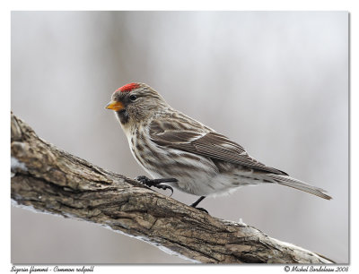 Sizerin flamm - Common redpoll