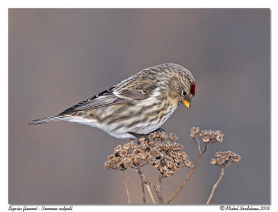 Sizerin flamm - Common redpoll