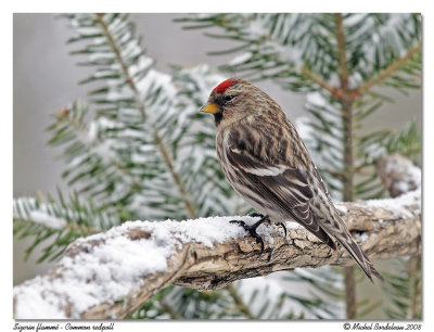 Sizerin flamm - Common redpoll