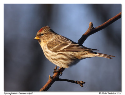 Sizerin flamm  Common redpoll