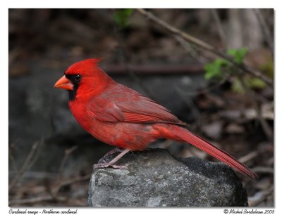 Cardinal rouge  Northern cardinal