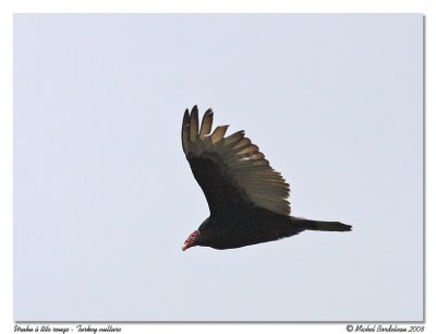 Urubu  tte rouge - Turkey vulture