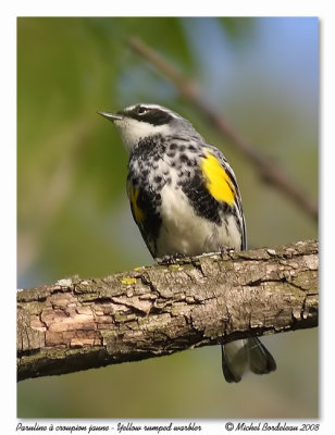 Paruline  croupion jaune  Yellow rumped warbler