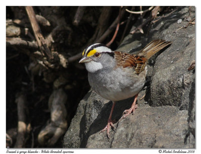 Bruant a gorge blanche - White-throated Sparrow