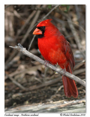 Cardinal rouge <br> Northern cardinal