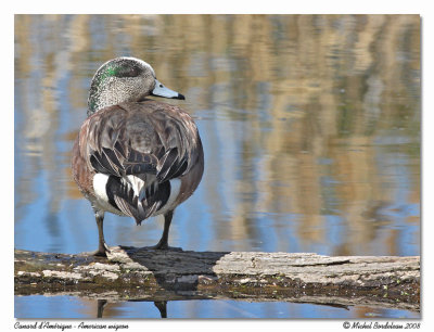 Canard d'Amrique  American wigeon