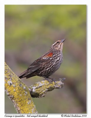 Carouge  paulettes  Red winged blackbird