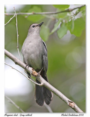 Moqueur chat  Gray catbird