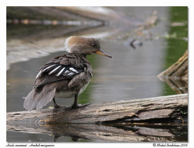 Harle couronn  Hooded merganser