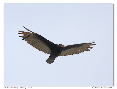 Urubu à tête rouge - Turkey vulture