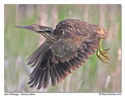 Butor d'amérique - American bittern