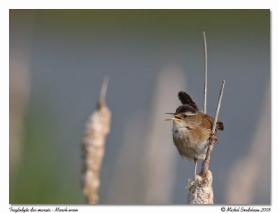 Troglodyte des marais - Marsh wren